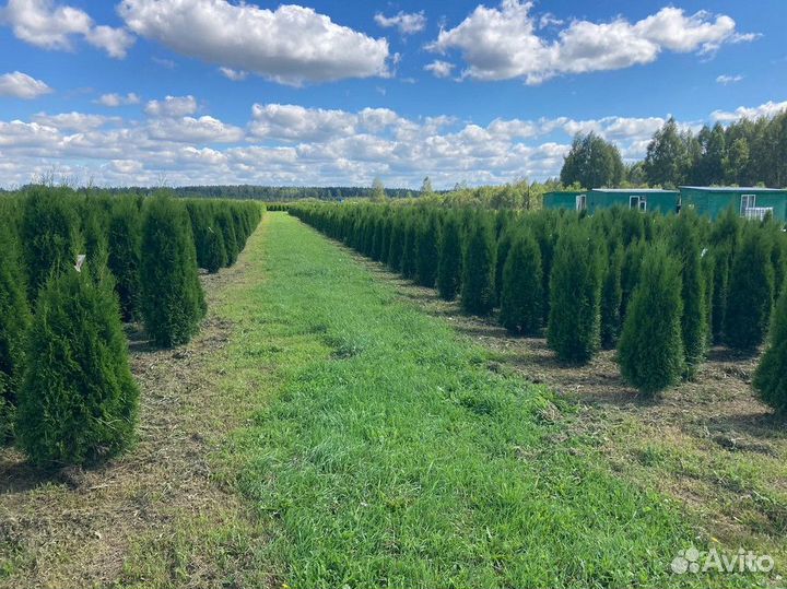 Саженцы Туя Смарагд 180-200 см из питомника