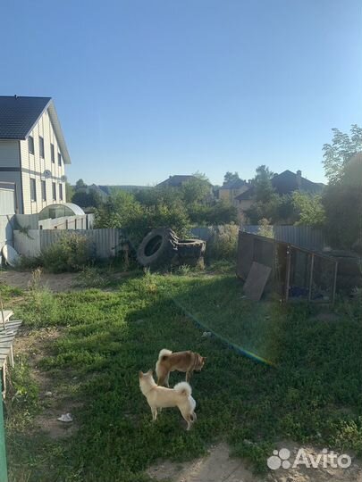 Передержка собак. Зоогостиница