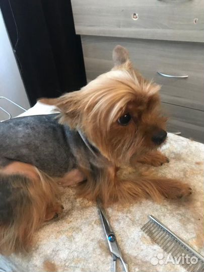 Стрижка гигиеническая собак мелких пород