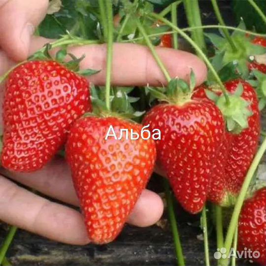 Рассада Клубники Альба, Кабрилло, Мурино, Азия