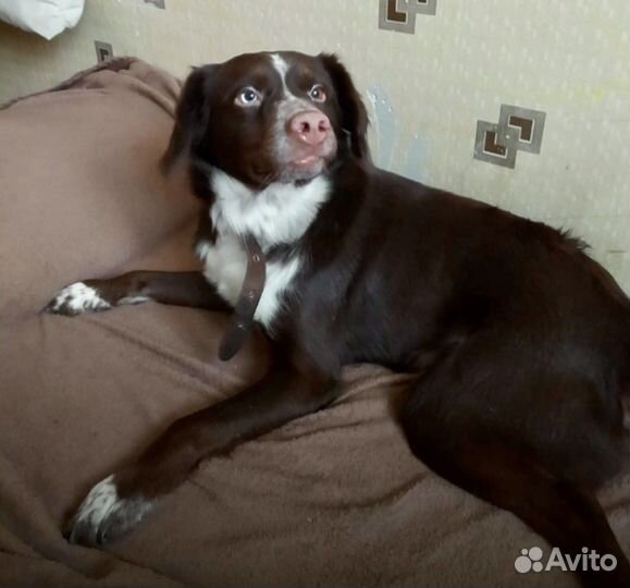 Собаки бесплатно