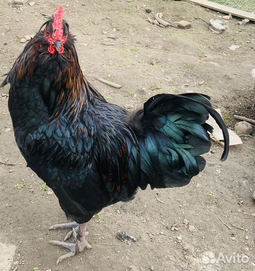 Молодые петухи