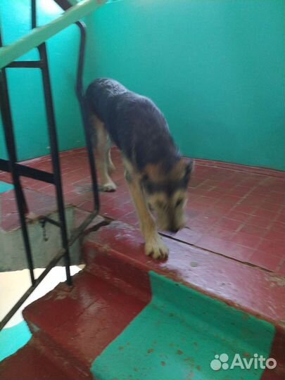 Фокстерьер дружелюбный, метис