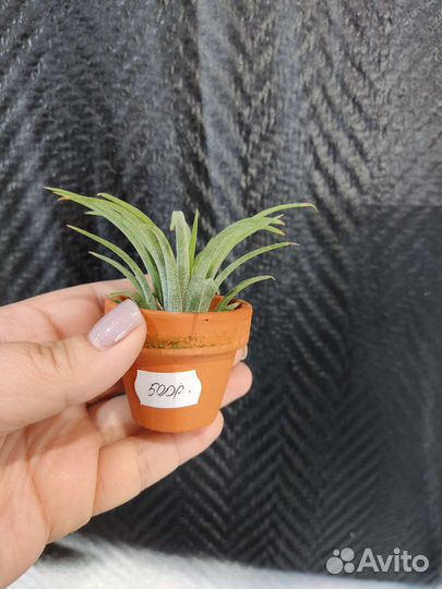 Тилландсия атмосферная