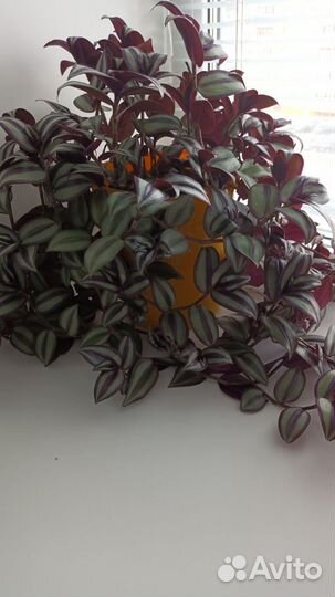 Комнатные цветы шефлера