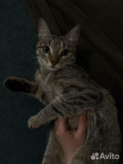 Кошка домашняя