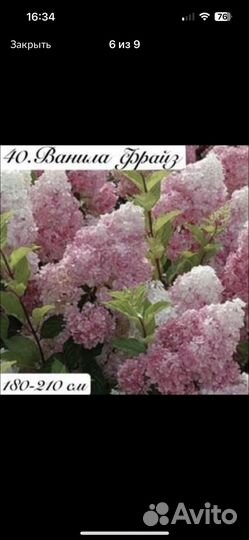 Гортензия Самарская Лидия и другие сорта