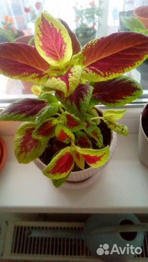 Комнатные цветы колеус