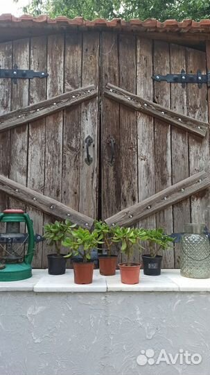 Денежные деревья (толстянка), домашние