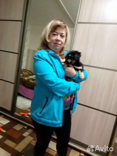 Передержка собак