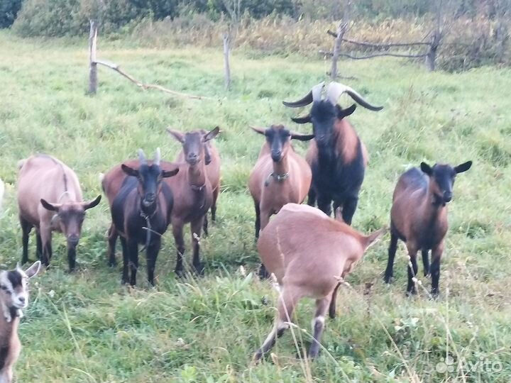 Козье молоко