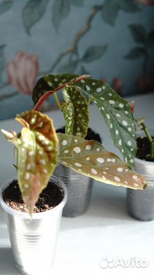 Бегония макулата