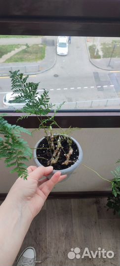 Папоротник даваллия