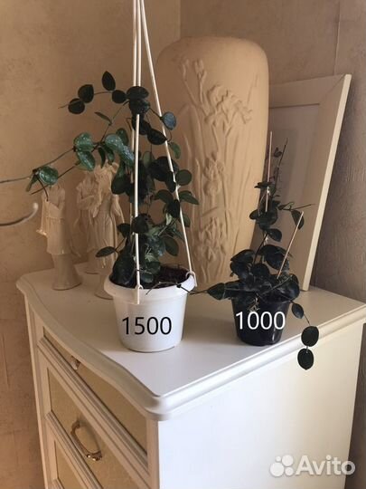 Хойя Матильда