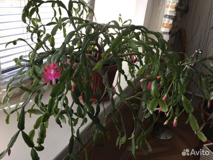 Цветок декабриста (цвет фуксии )