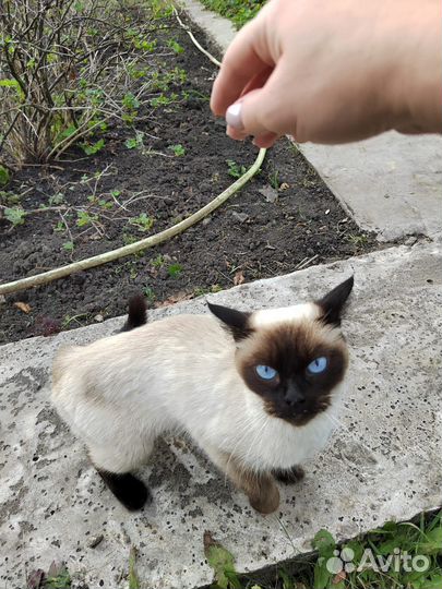 Котенок по имени Гав