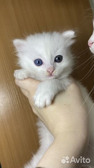 Продам турецкую ангорку