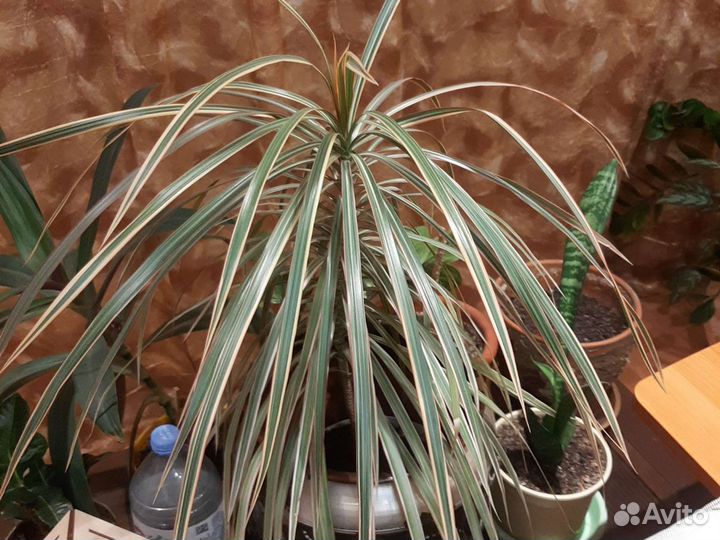 Излишки комнатных растений