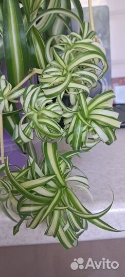 Хлорофитум кудрявый