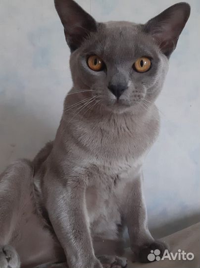 Бурманская