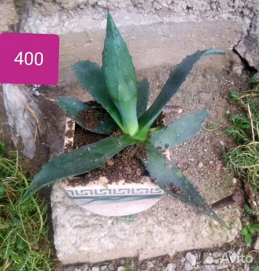 Агава голубая