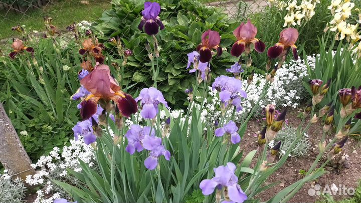 Ирисы бородатые