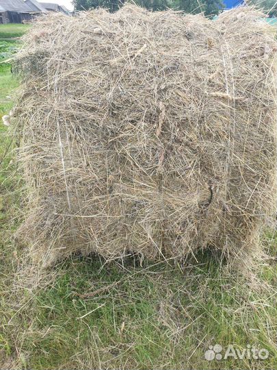 Сено разнотравье в тюках 2023