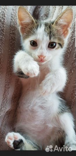 Кошки в добрые руки бесплатно