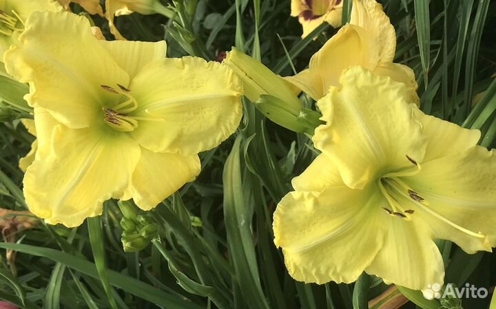 Сортовые лилейники