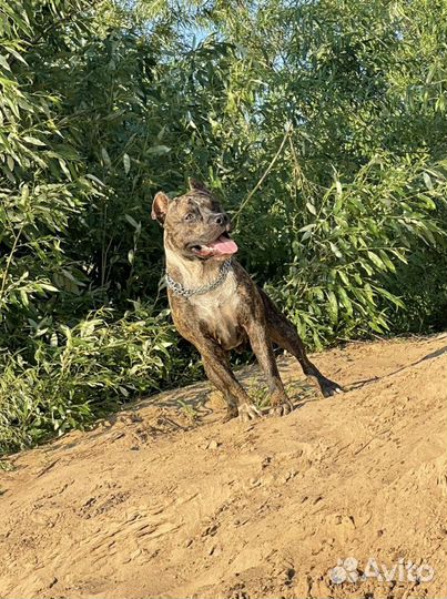 Вязка стаффорд