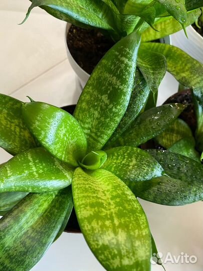 Сансевиерия Хана