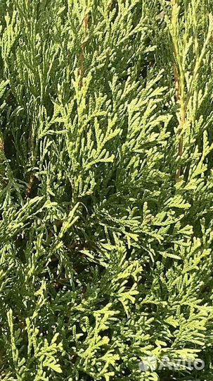 Саженцы Туи смарагд 2,59 метра