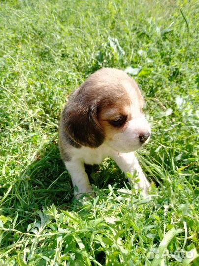 Бигль щенки