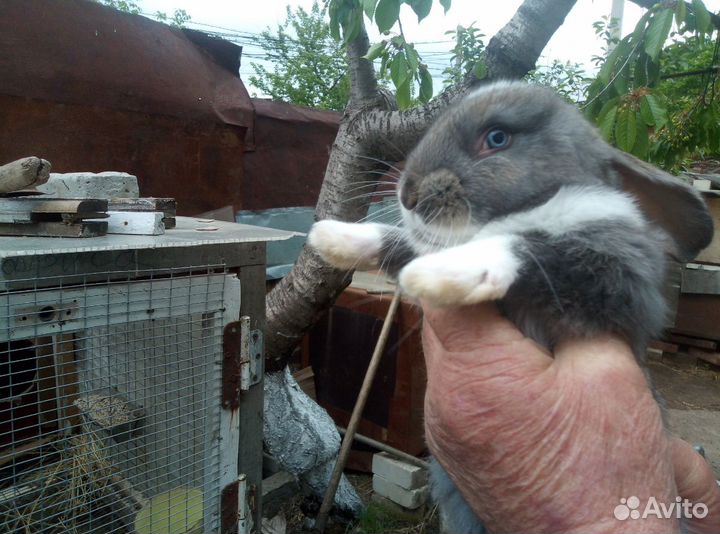 Кролики породы Великан и Бабочка на племя и мясо