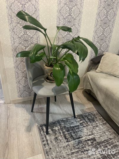 Растение эухарис