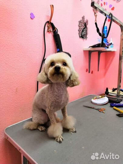 Груминг для собак и кошек