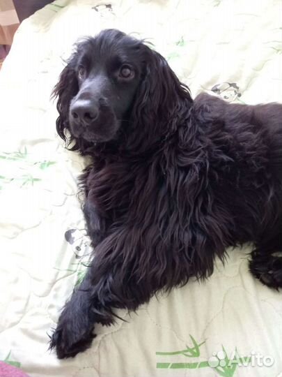 Русский спаниел ищет невесту