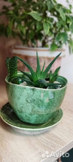 Кактусы и суккуленты