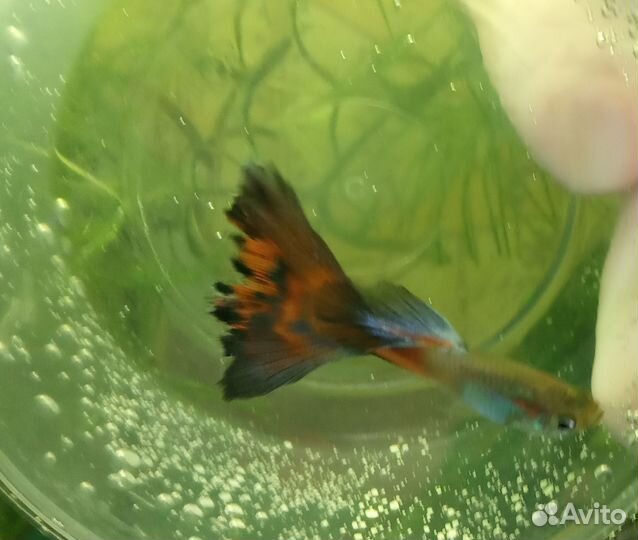 Аквариумные рыбки мальки,гуппи улитки мелании