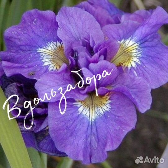 Ирис сибирский Дабл Стандарт