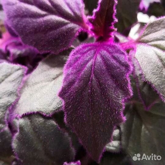 Продам комнатные растения