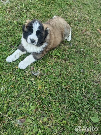 Московская сторожевая