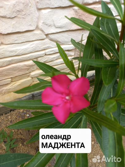 Олеандр вечнозеленый махровый