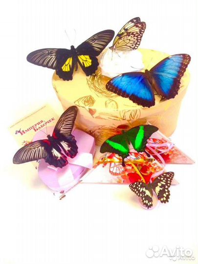 Живые тропические бабочки для подарка