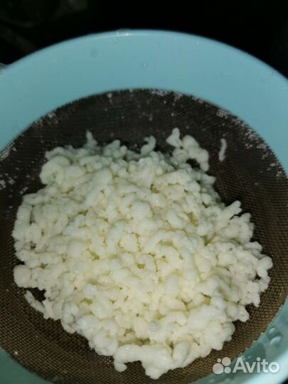 Индийский морской рис, кефирный гриб, винный гриб