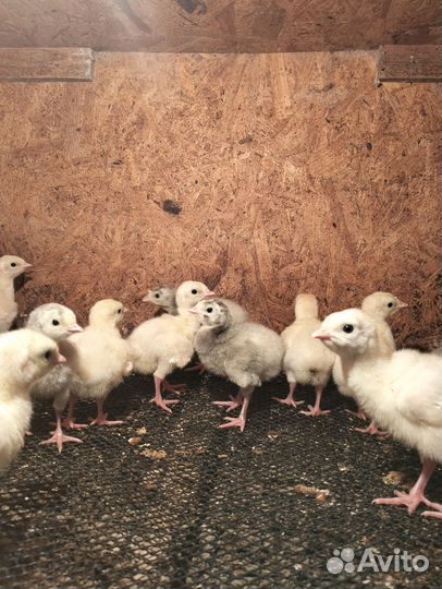 Брама и индюки