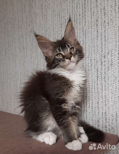 Девочка мейн-кун