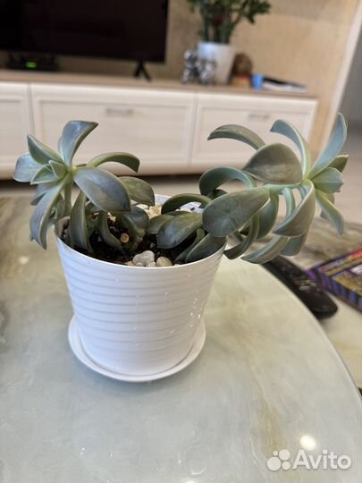 Суккуленты