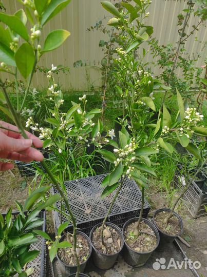 Апельсин Мандарин Лимон Цветущие деревья