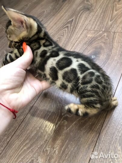 Бенгальские котята